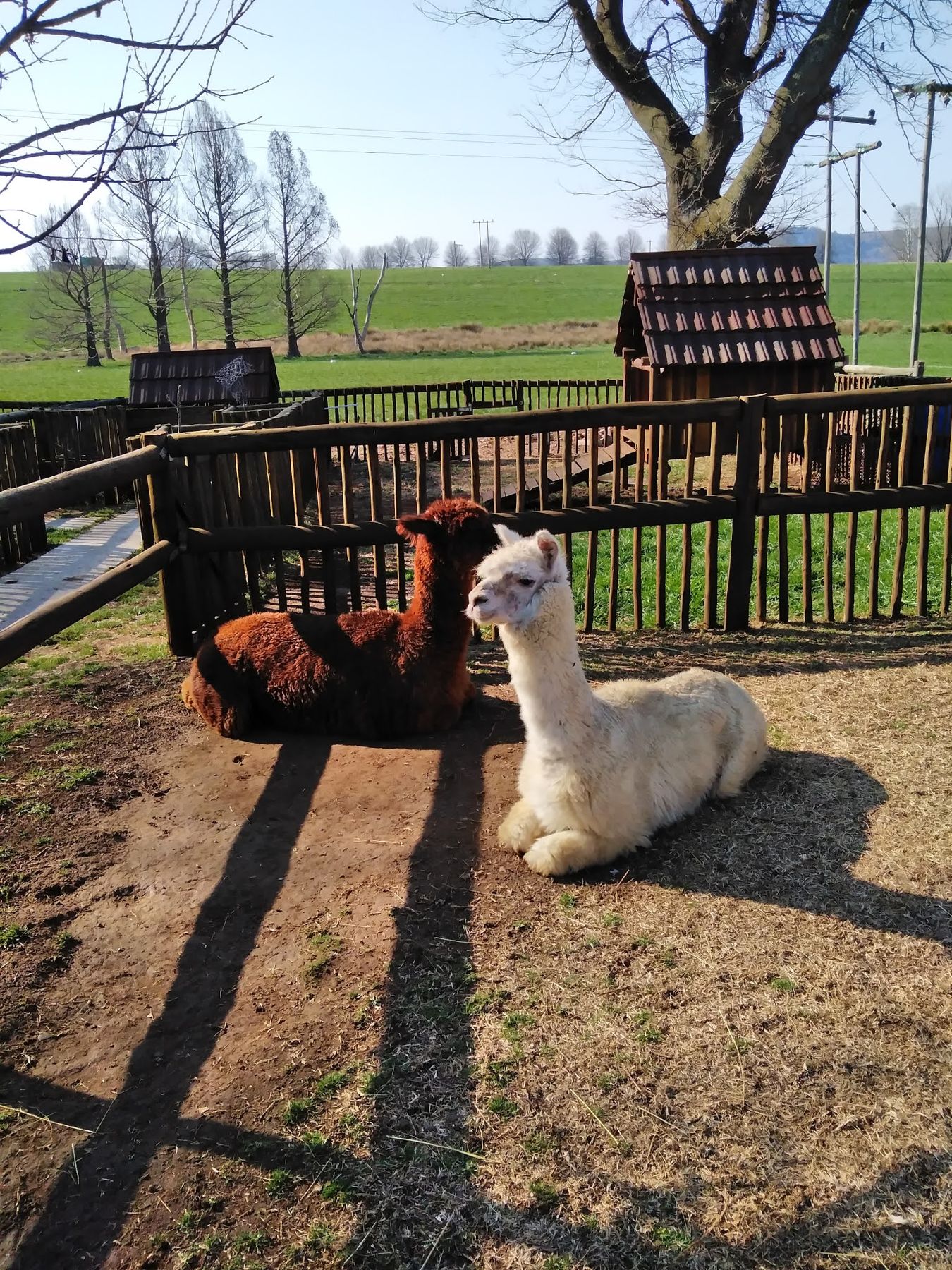 Farm animals
