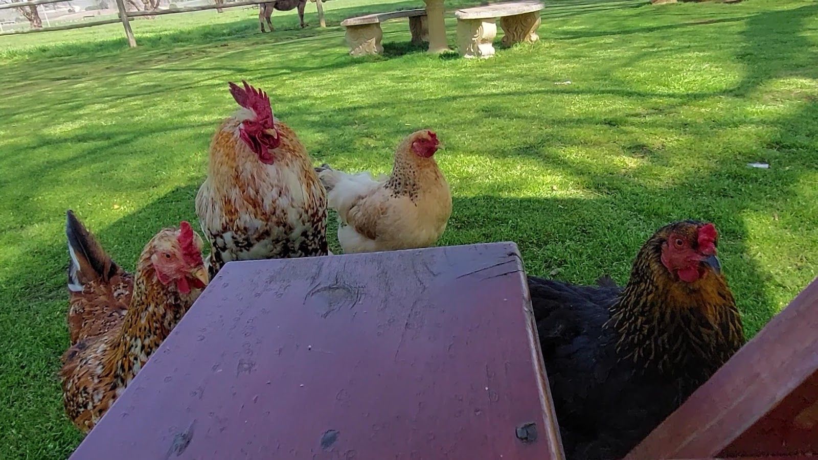 Our garden residents